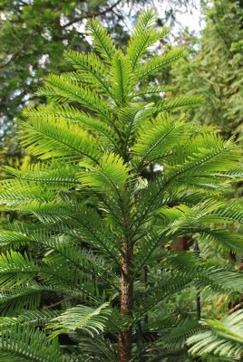 Wollemia nobilis - wolemie vznešená - habitus